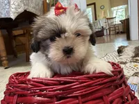 Stripes, a female Shih Tzu for sale in Athens, WI – 9 of 10
