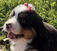 Georgia, a female Bernese Mountain Dog for sale in Athens, WI – 3 of 10