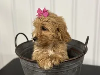 Dolly, a female Cavapoo for sale in Athens, WI – Photo 3 of 10