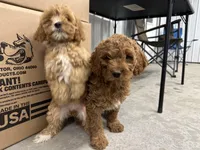 Dolly, a female Cavapoo for sale in Athens, WI – Photo 10 of 10