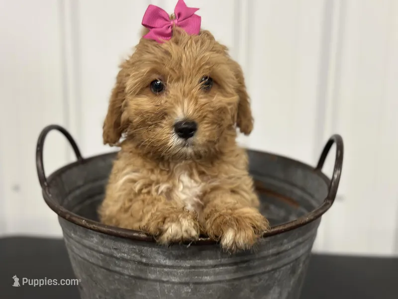 Dolly – Cavapoo puppy for sale in Athens, WI