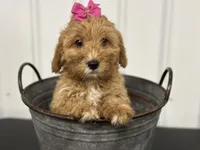 Dolly, a female Cavapoo for sale in Athens, WI – Photo 1 of 10