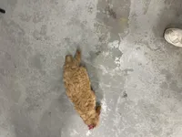 Dolly, a female Cavapoo for sale in Athens, WI – Photo 4 of 10