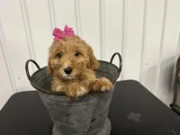 Dolly, a female Cavapoo for sale in Athens, WI – Photo 6 of 10