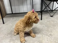 Dolly, a female Cavapoo for sale in Athens, WI – Photo 8 of 10