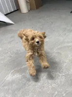 Dolly, a female Cavapoo for sale in Athens, WI – Photo 2 of 10