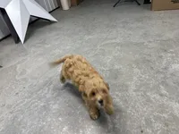 Dolly, a female Cavapoo for sale in Athens, WI – Photo 7 of 10