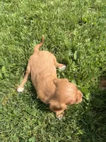 Sawyer, a male Cavalier King Charles Spaniel for sale in Athens, WI – 10 of 10