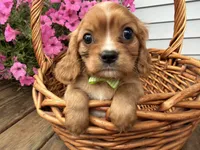 Duke, a male Cavalier King Charles Spaniel for sale in Athens, WI – 10 of 10
