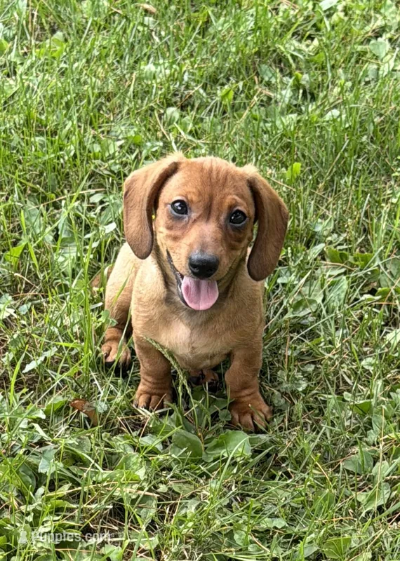 Quinn  – Miniature Dachshund puppy for sale in Athens, WI