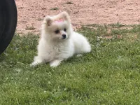 Opal, a  Maltese and Pomeranian for sale in Athens, WI – 5 of 10