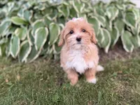 Carlee, a female Maltipoo for sale in Athens, WI – 4 of 9