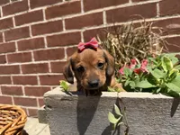 Quinn , a female Miniature Dachshund for sale in Athens, WI – 2 of 10