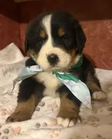 AKC Vance, a male Bernese Mountain Dog for sale in Athens, WI – 6 of 10