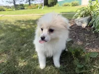 Opal, a  Maltese and Pomeranian for sale in Athens, WI – 8 of 10