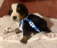 AKC Vinnie, a male Bernese Mountain Dog for sale in Athens, WI – 10 of 10