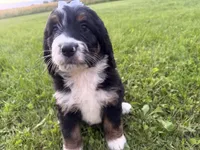 Summer, a female Bernedoodle for sale in Athens, WI – 5 of 10