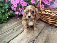 Duke, a male Cavalier King Charles Spaniel for sale in Athens, WI – 3 of 10