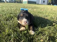 Sunny, a female Bernedoodle for sale in Athens, WI – 9 of 10