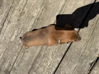 Quincy , a male Miniature Dachshund for sale in Athens, WI – 4 of 10