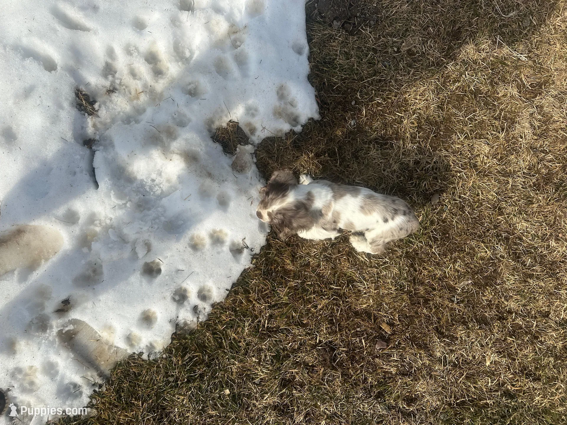 AKC Shilo, a male Cocker Spaniel for sale in Athens, WI – Photo 7 of 10