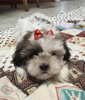 Stripes, a female Shih Tzu for sale in Athens, WI – 4 of 10