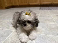 Stars, a female Shih Tzu for sale in Athens, WI – 4 of 10
