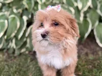 Carlee, a female Maltipoo for sale in Athens, WI – 6 of 9