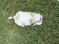 Whitey, a male Bichon Frise and Shih Tzu for sale in Athens, WI – 10 of 10