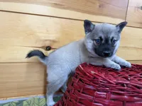 Victor , a male Pomsky for sale in Athens, WI – 2 of 9