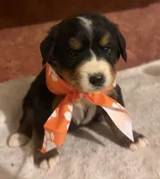AKC Vada, a female Bernese Mountain Dog for sale in Athens, WI – 2 of 10