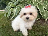 Carrie, a female Maltipoo for sale in Athens, WI – 4 of 10