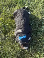 Sunny, a female Bernedoodle for sale in Athens, WI – 10 of 10