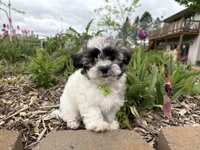 Logan, a male Poodle - Miniature  and Mal Shi for sale in Athens, WI – 2 of 10