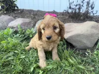 Casey, a female Cockapoo for sale in Athens, WI – 10 of 10