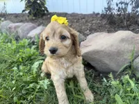Christy, a female Cockapoo for sale in Athens, WI – 9 of 10