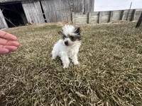 Johnny , a male Yorkshire Terrier for sale in Athens, WI – Photo 8 of 10