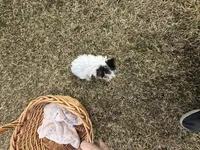 Johnny , a male Yorkshire Terrier for sale in Athens, WI – Photo 10 of 10