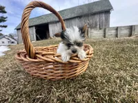 Johnny , a male Yorkshire Terrier for sale in Athens, WI – Photo 2 of 10