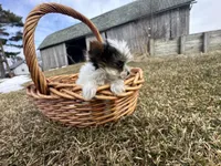 Johnny , a male Yorkshire Terrier for sale in Athens, WI – Photo 3 of 10