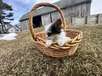 Johnny , a male Yorkshire Terrier for sale in Athens, WI – Photo 5 of 10