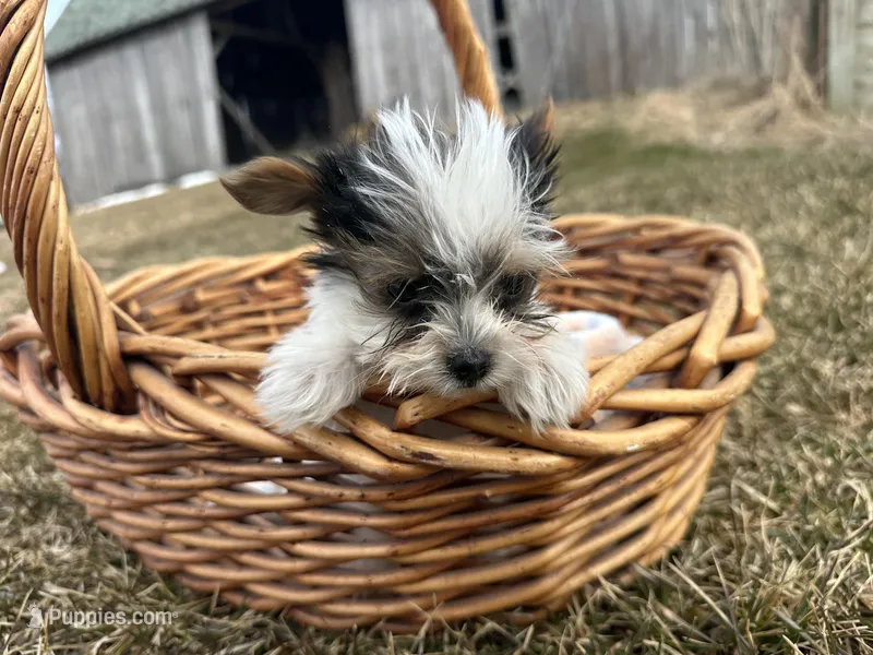 Johnny  – Yorkshire Terrier puppy for sale in Athens, WI