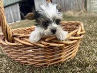 Johnny , a male Yorkshire Terrier for sale in Athens, WI – Photo 4 of 10