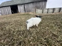 Johnny , a male Yorkshire Terrier for sale in Athens, WI – Photo 9 of 10