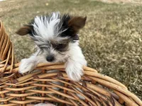 Johnny , a male Yorkshire Terrier for sale in Athens, WI – Photo 7 of 10