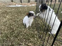 Johnny , a male Yorkshire Terrier for sale in Athens, WI – Photo 6 of 10