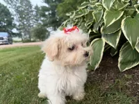 Carrie, a female Maltipoo for sale in Athens, WI – 8 of 10