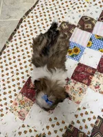 Firecracker, a female Shih Tzu for sale in Athens, WI – 10 of 10