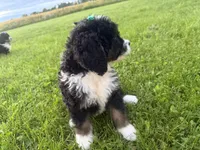 Stormy, a female Bernedoodle for sale in Athens, WI – 8 of 10