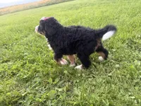 Sable, a female Bernedoodle for sale in Athens, WI – 3 of 10